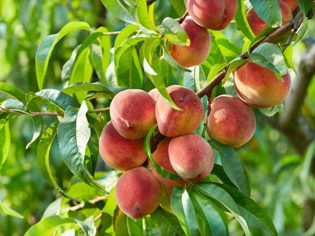 Obstbäume - Pfirsich