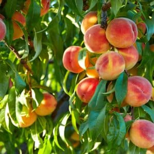 Zweig eines Pfirsichbaums voller reifer, rot-gelber Früchte zwischen schmalen grünen Blättern