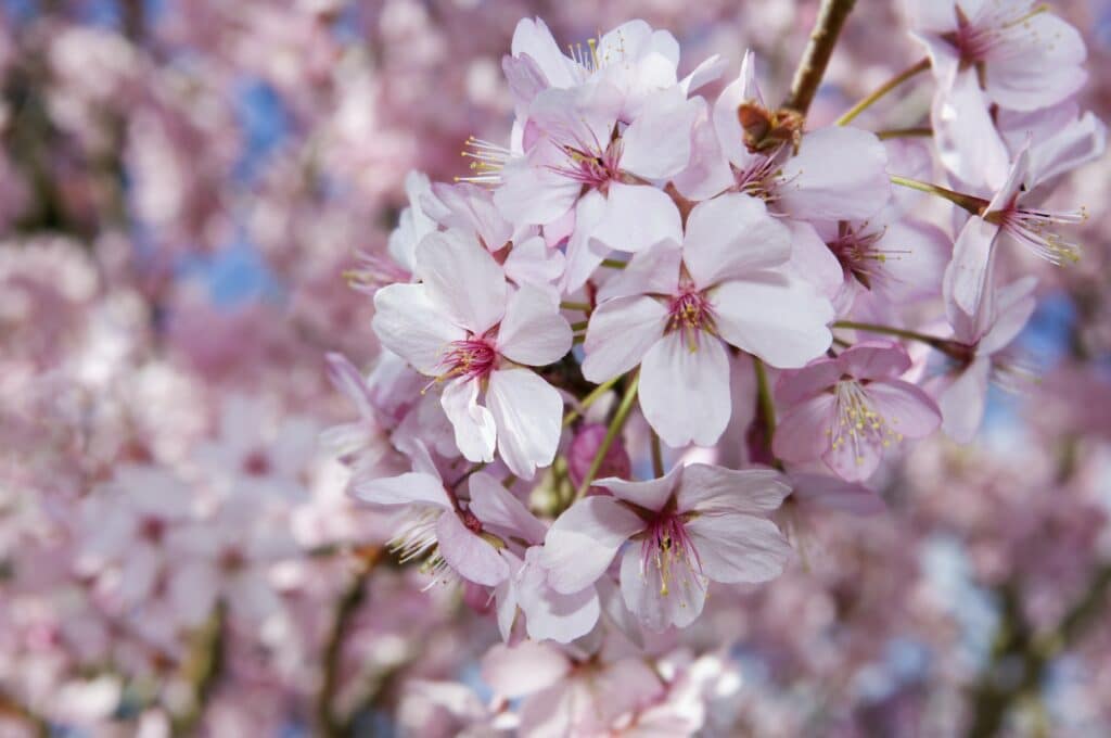 Sauerkirschblüten