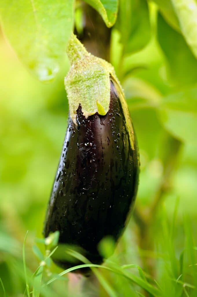 Aubergine - Pflanze