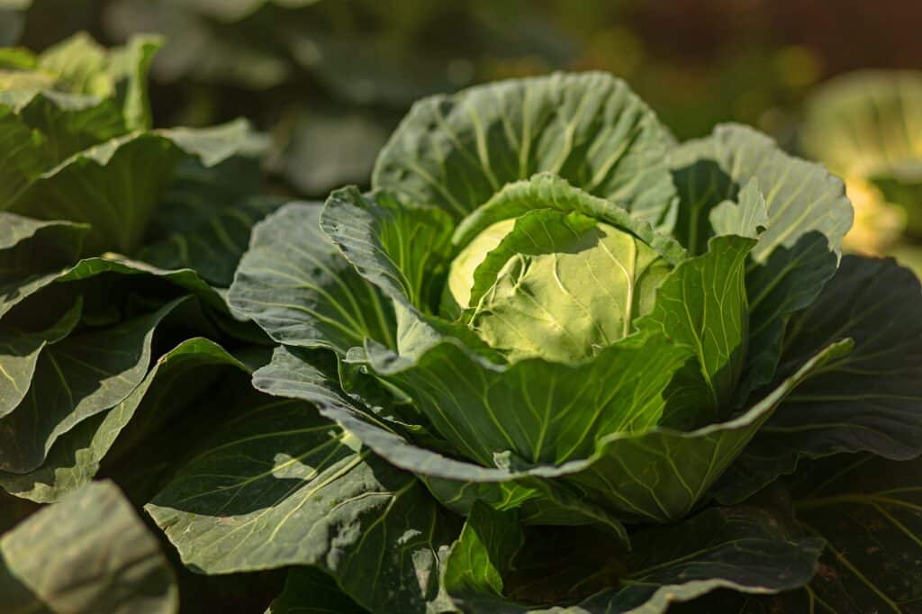 Weißkohl