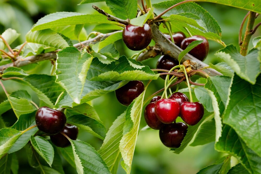 Obstbäume - Sauerkirsche