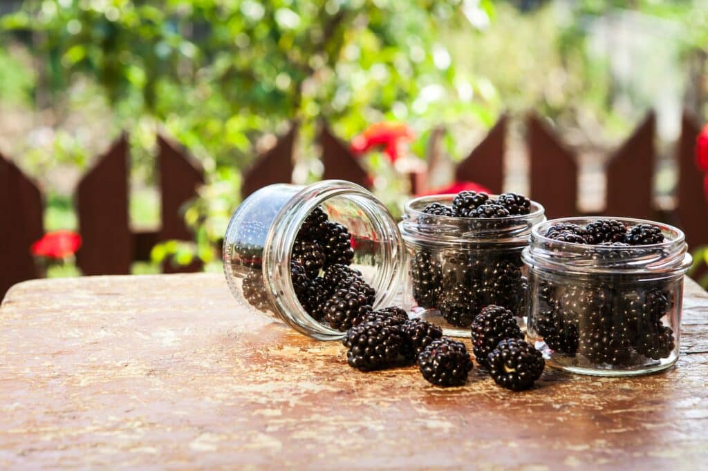 Brombeer-Kompott