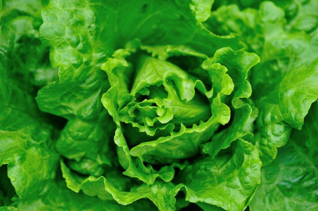 Kopfsalat