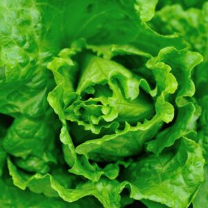 Kopfsalat mit festem grünem Kopf im Gemüsebeet
