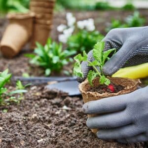 Beet – Pflanzung im Frühling
