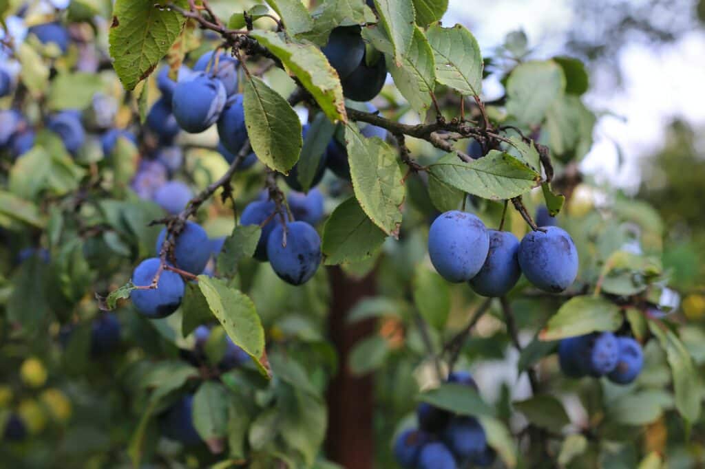 Obstbäume - Pflaume