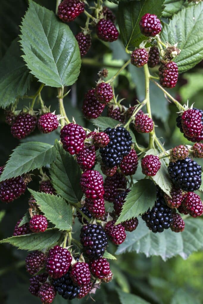 Strauchbrombeere