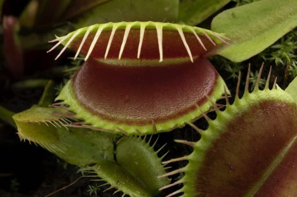 Venusfliegenfalle