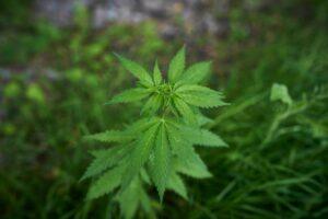 Marihuana (Cannabis sativa)