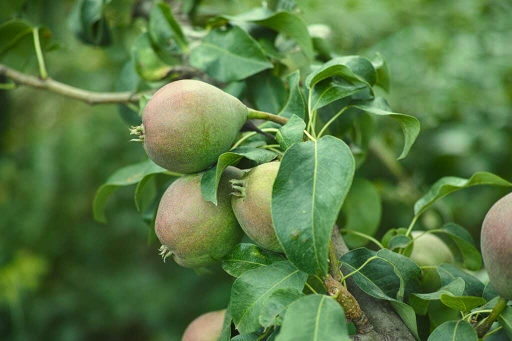 Birnbaum Sorten