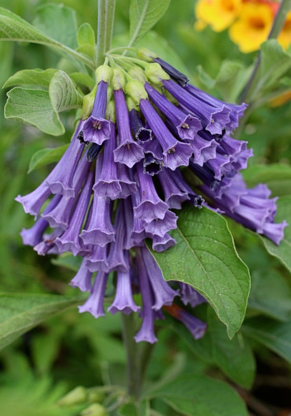 Phacelia