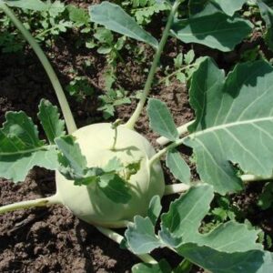 Kohlrabi (Brassica oleracea convar. acephala var. gongylodes)