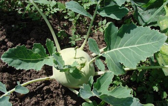 Kohlrabi (Brassica oleracea convar. acephala var. gongylodes)