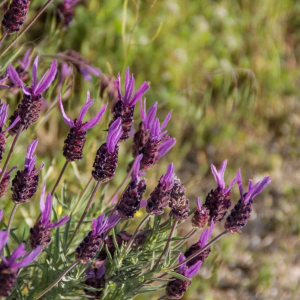 Schopflavendel (Lavandula stoechas) mit violetten Hochblättern über den dunklen Blütenähren