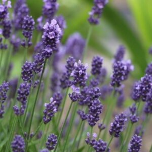 Echter Lavendel (Lavandula angustifolia)