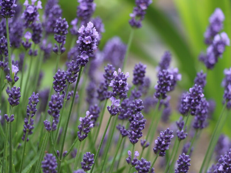 Echter Lavendel (Lavandula angustifolia)