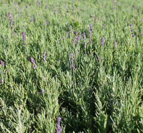 Breitblättriger Lavendel (Lavandula latifolia)