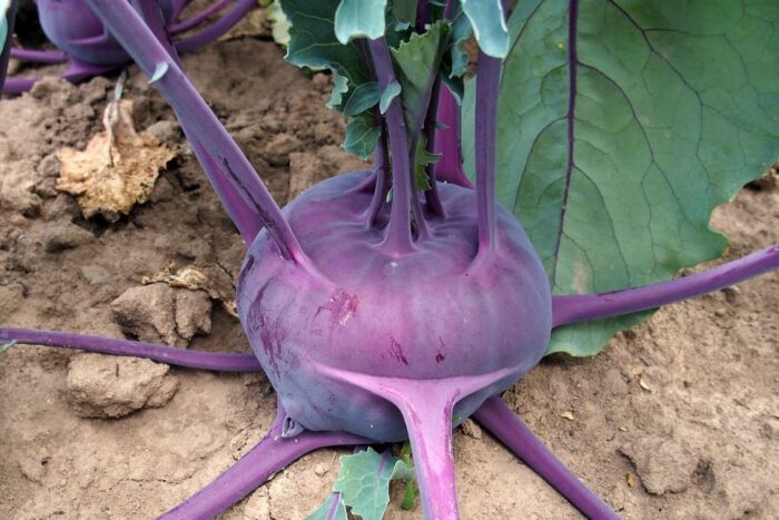 Blauer Kohlrabi