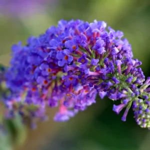Blütenrispe des Sommerflieders (Buddleja davidii) in Nahaufnahme, dicht besetzt mit kleinen violetten Röhrenblüten mit orangefarbenem Schlund