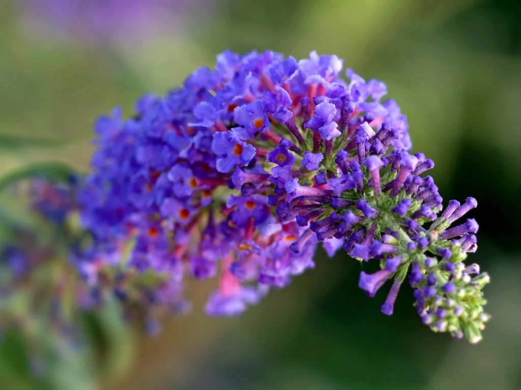 Schmetterlingsstrauch (Buddleja)