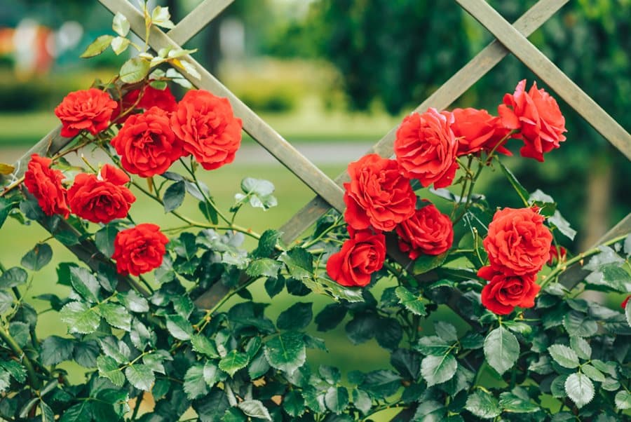 Kletterpflanzen Kletterrose