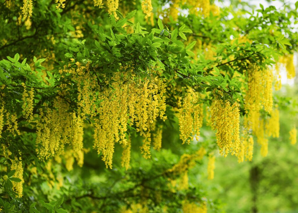 Goldregen Laburnum anagyroides