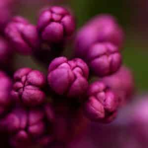 Blühender Gewöhnlicher Flieder mit dichten violetten Blütenrispen im Frühlingsgarten
