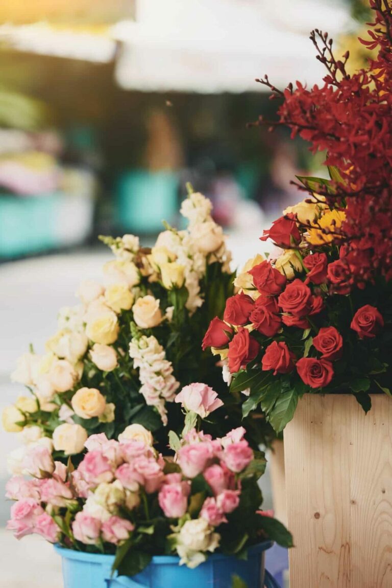 Rosen verschiedene Farben