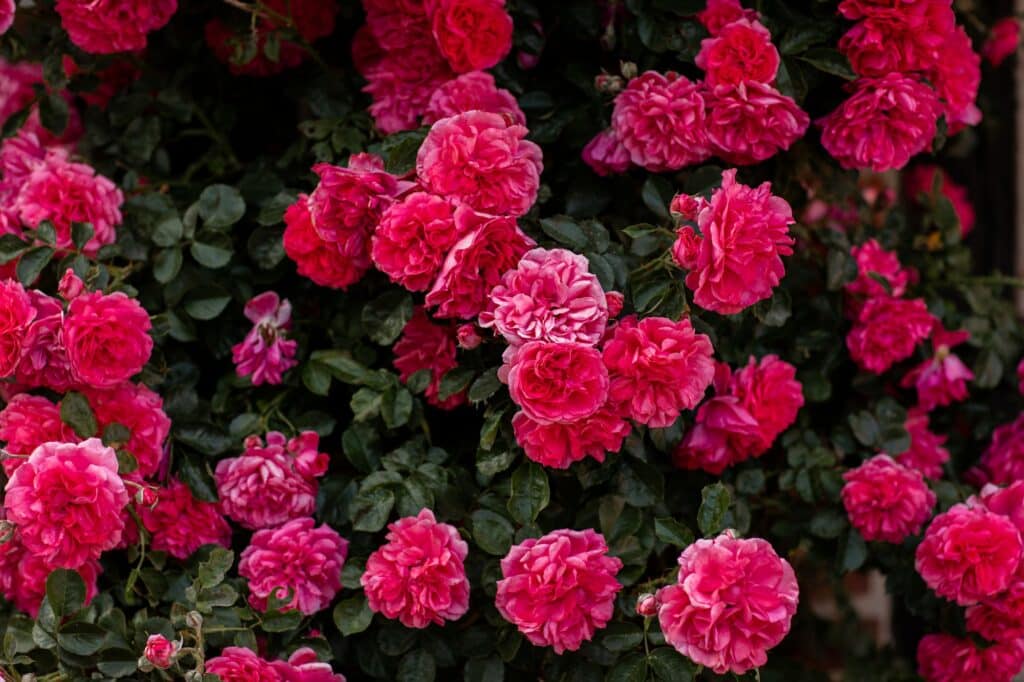 Strauchrose
