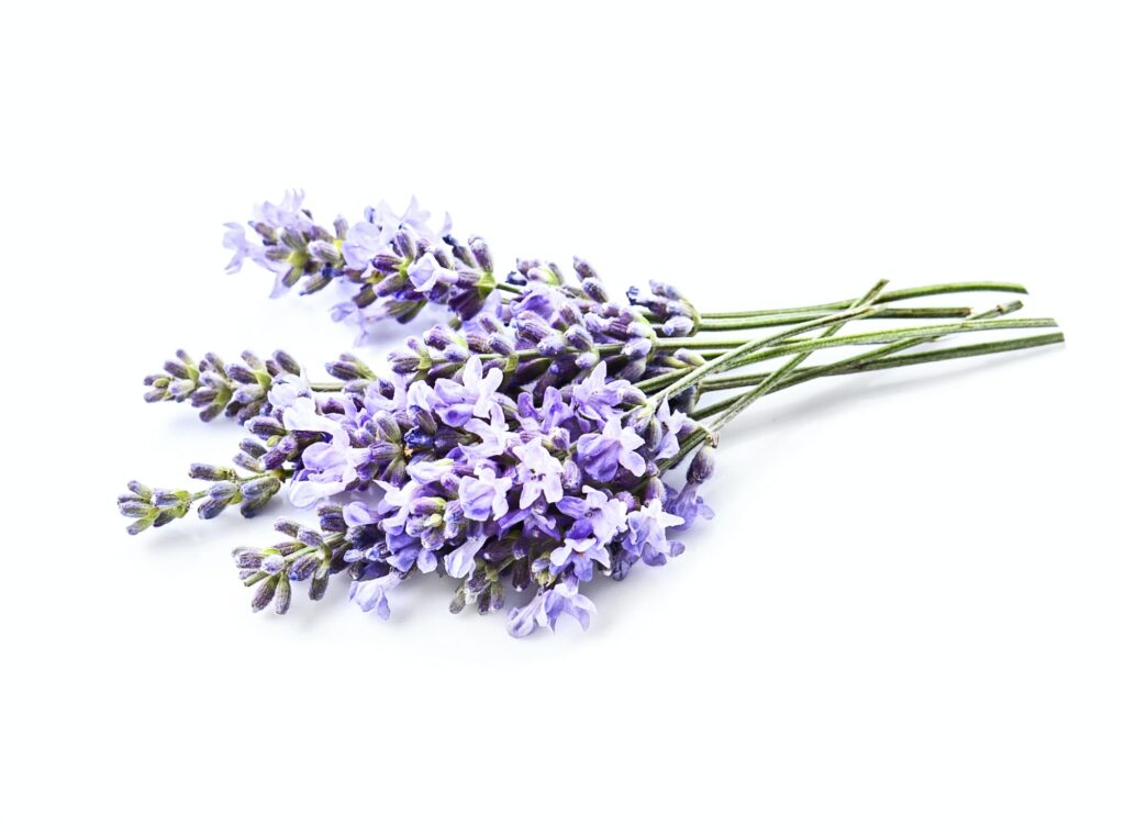 Lavendel