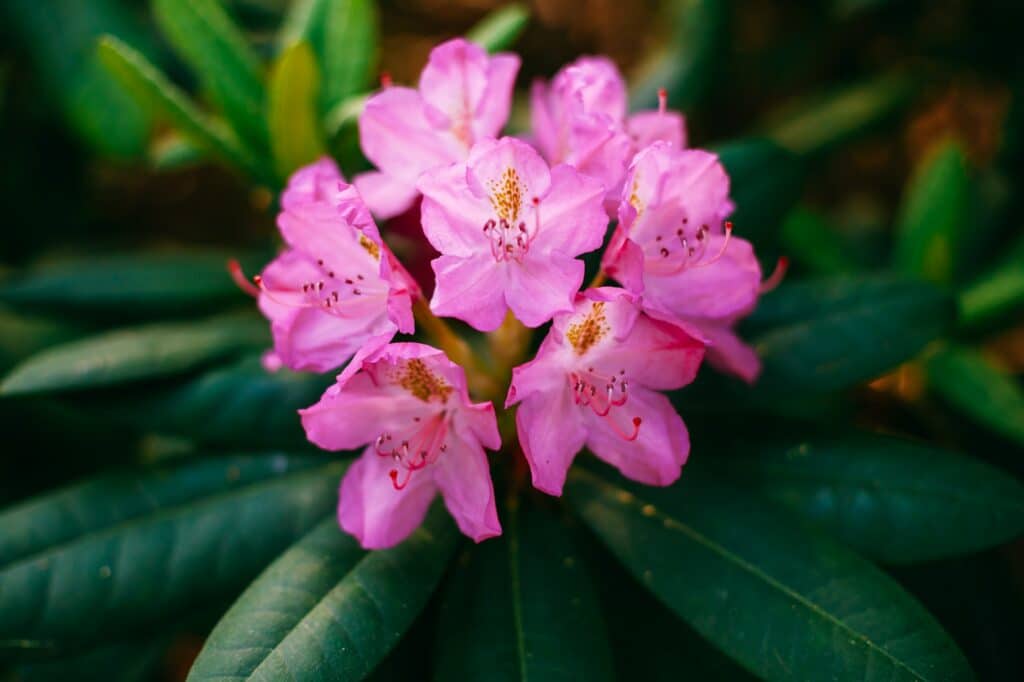 Rhododendron