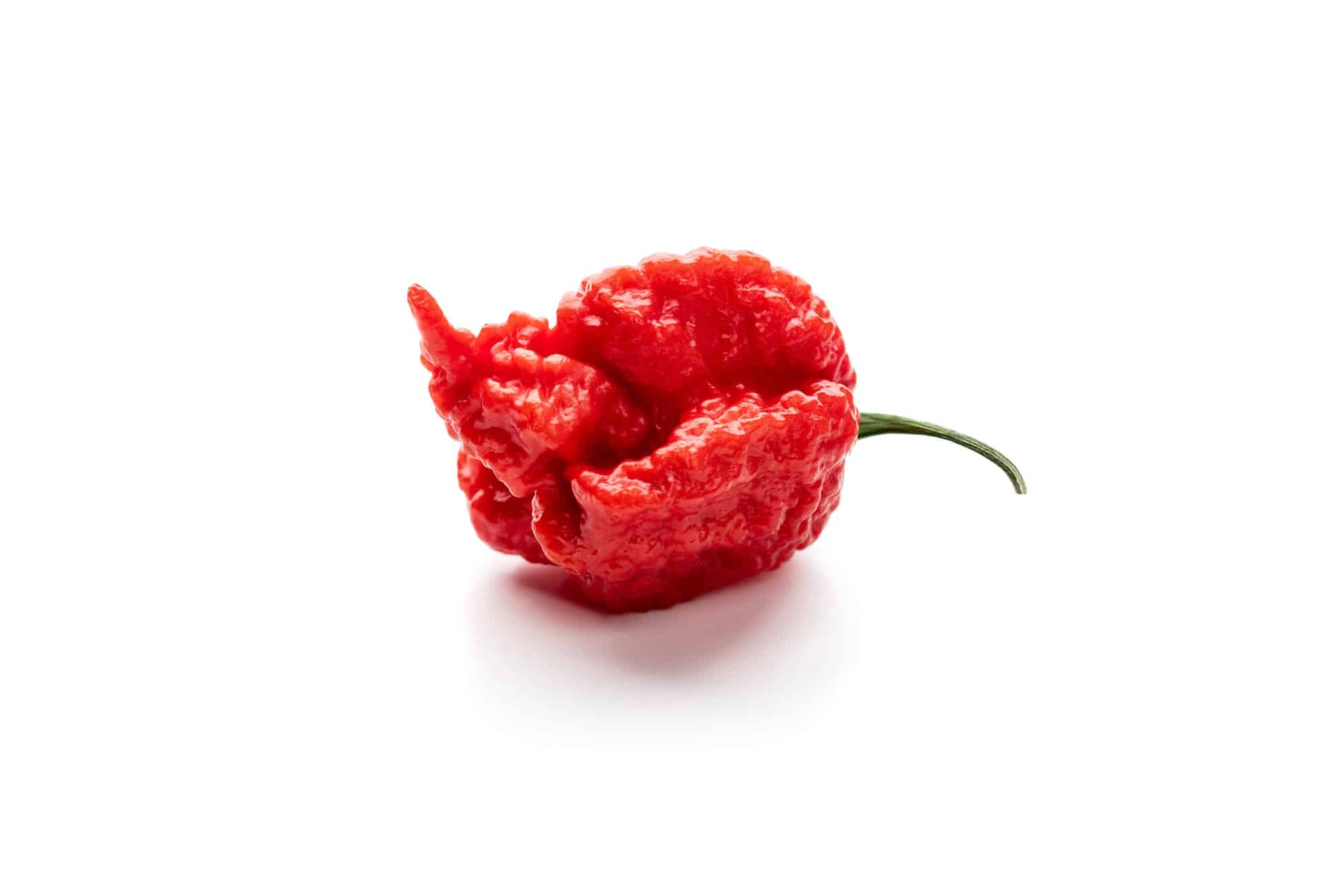 Die schärfste Chilischote reaper