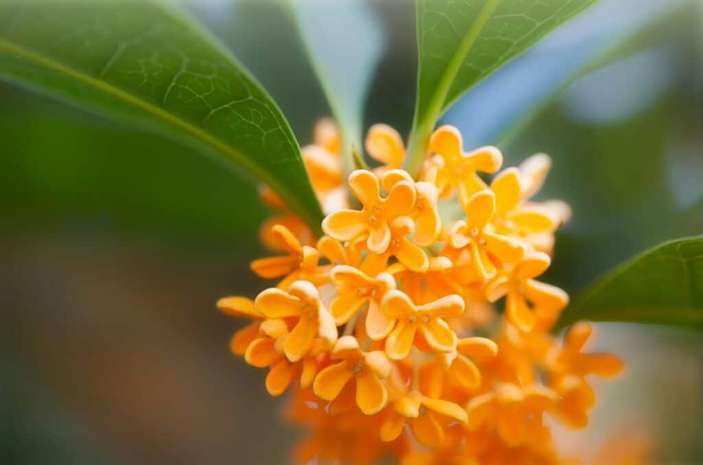 Ziersträucher immergrün Osmanthus