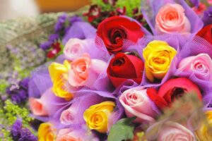 Rosen mehrfarbig