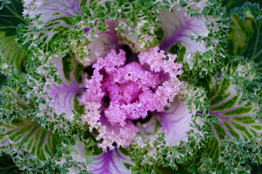 Zierkohl