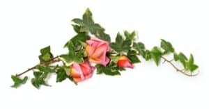 Eleganter Blumenrahmen