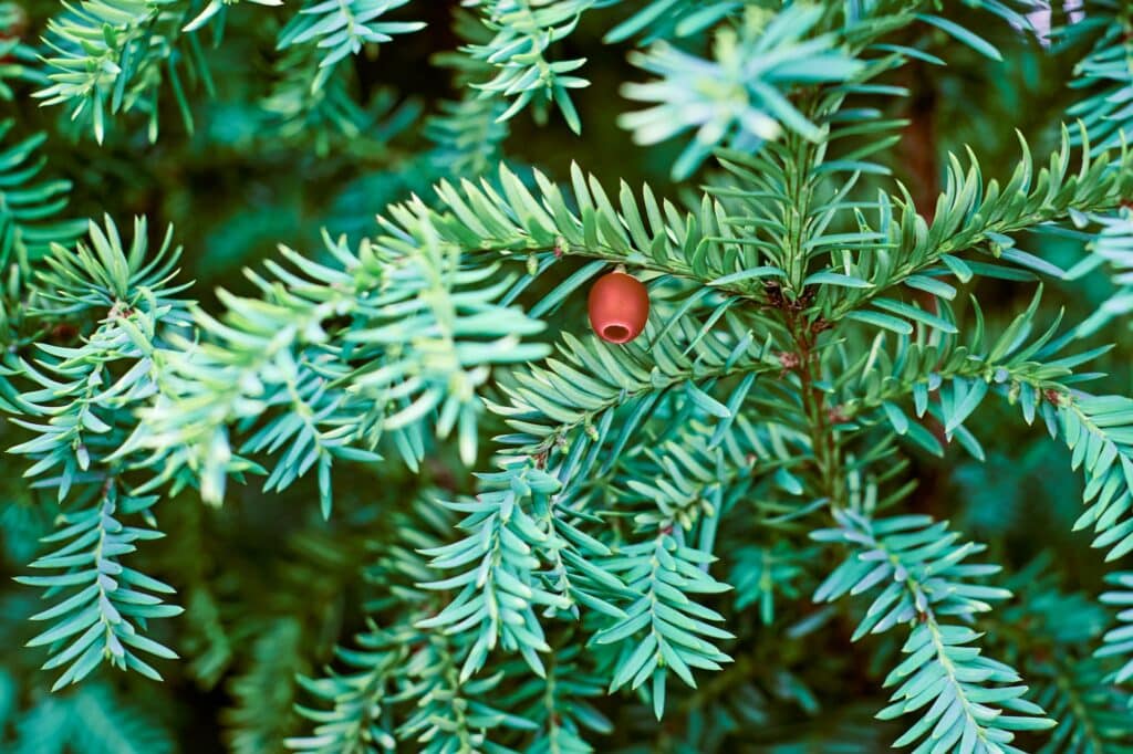 Europäische Eibe, Taxus baccata immergrüne Eibe Nahaufnahme getönt, giftige Pflanze mit Toxinen und Alkaloiden