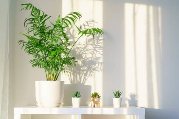 Zimmerpalme Chamaedorea im Topf auf einem Regal in der Wohnung