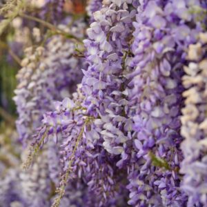 Nahaufnahme hängender Blütentrauben des Blauregens in hellem Violett