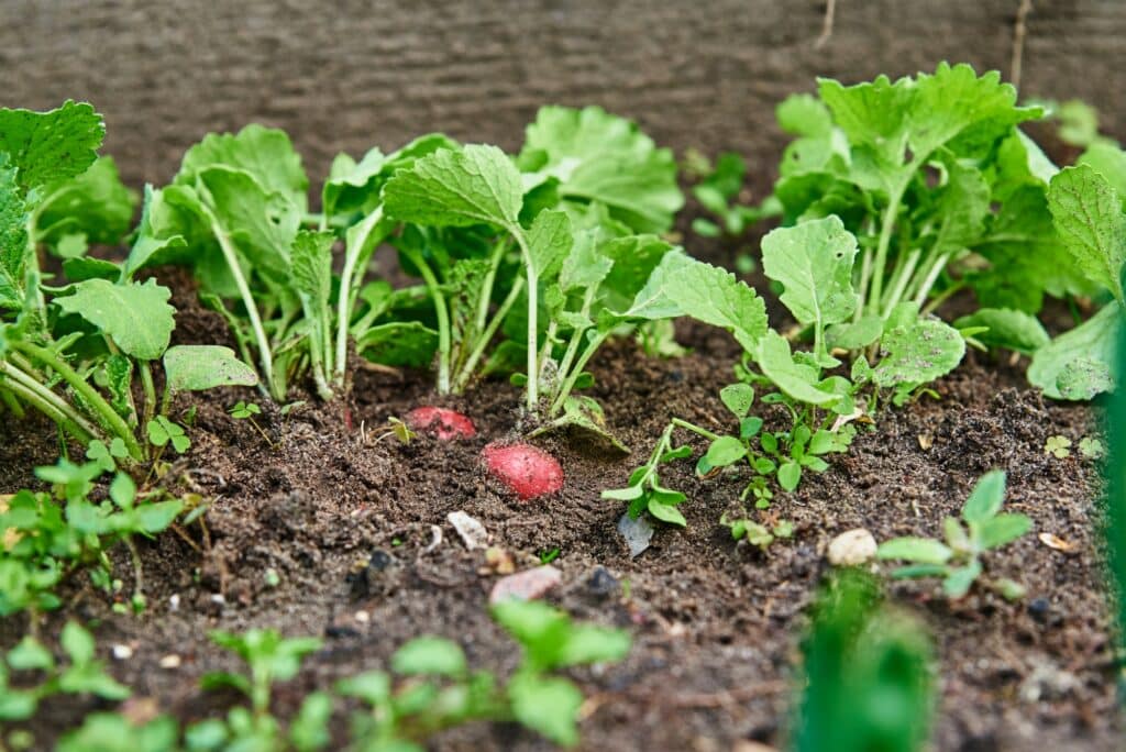 Radieschen im Beet