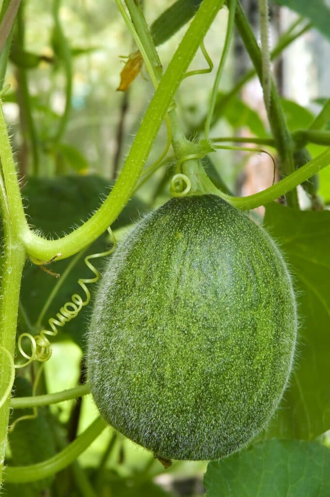 Melone grün