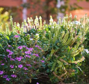 Blühende Ziersträucher mit rosa und weißen Blüten im Garten
