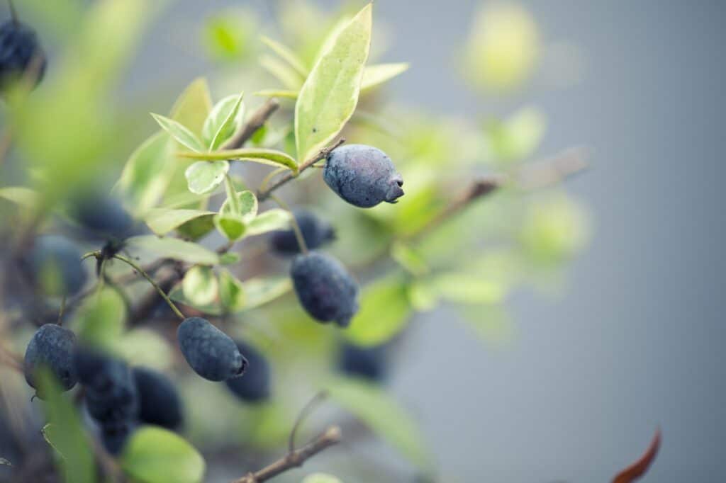 Geißblatt