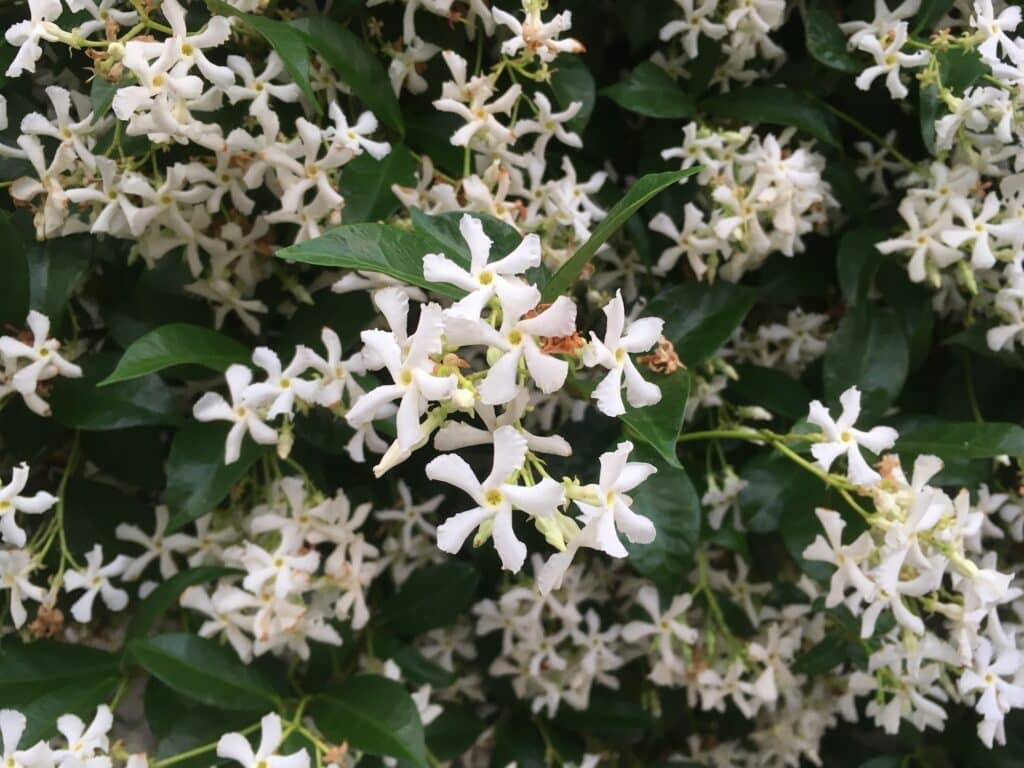 Kletterpflanzen Jasmin
