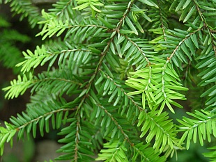 Hemlocktanne