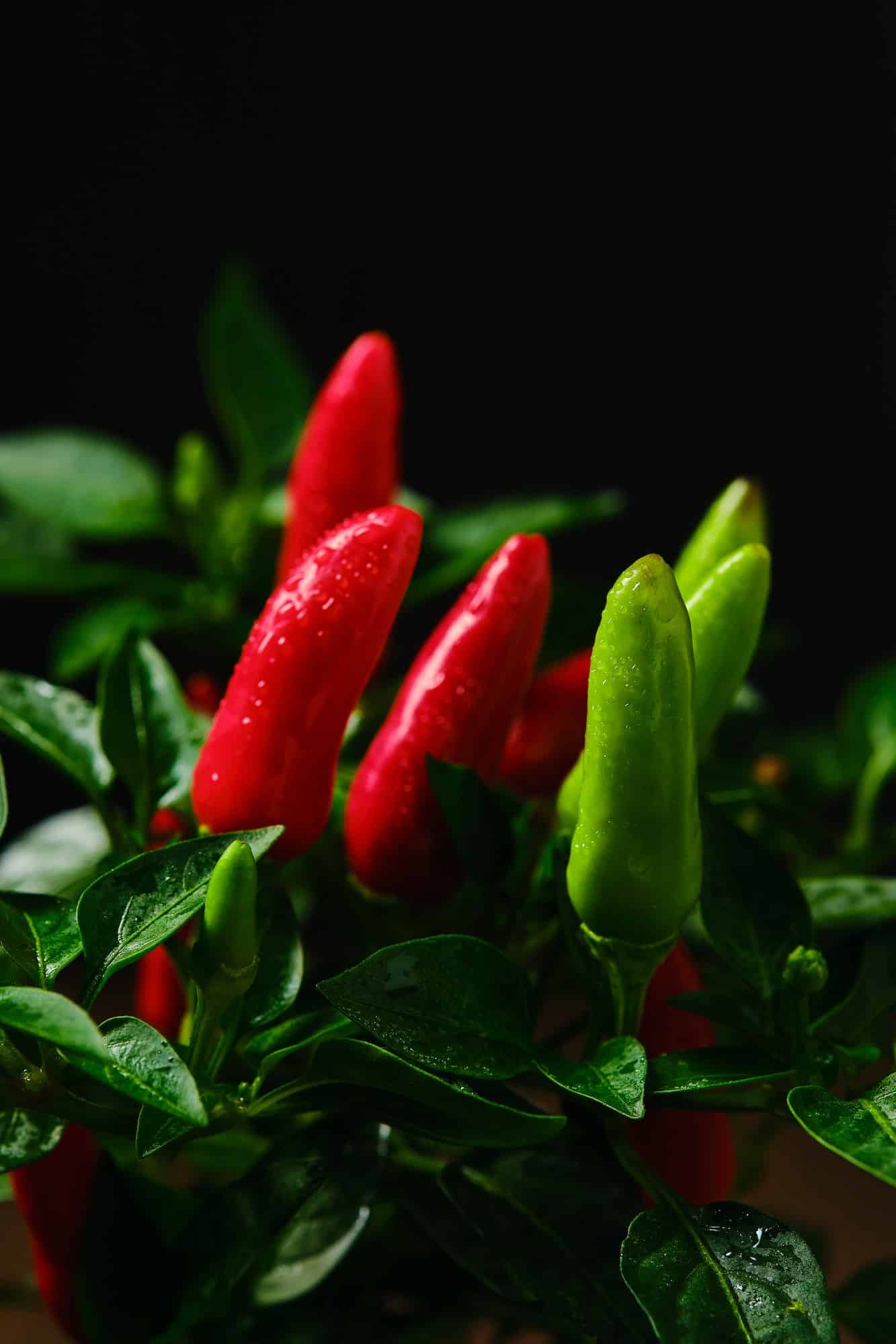 Chilischoten in einem Blumentopf