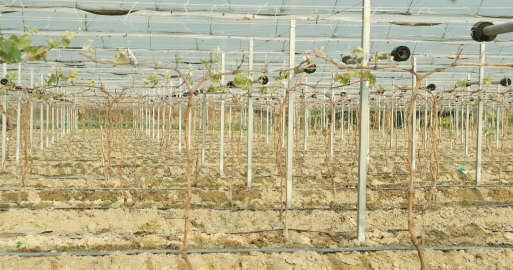 Konstruktion für den Weinrebenanbau