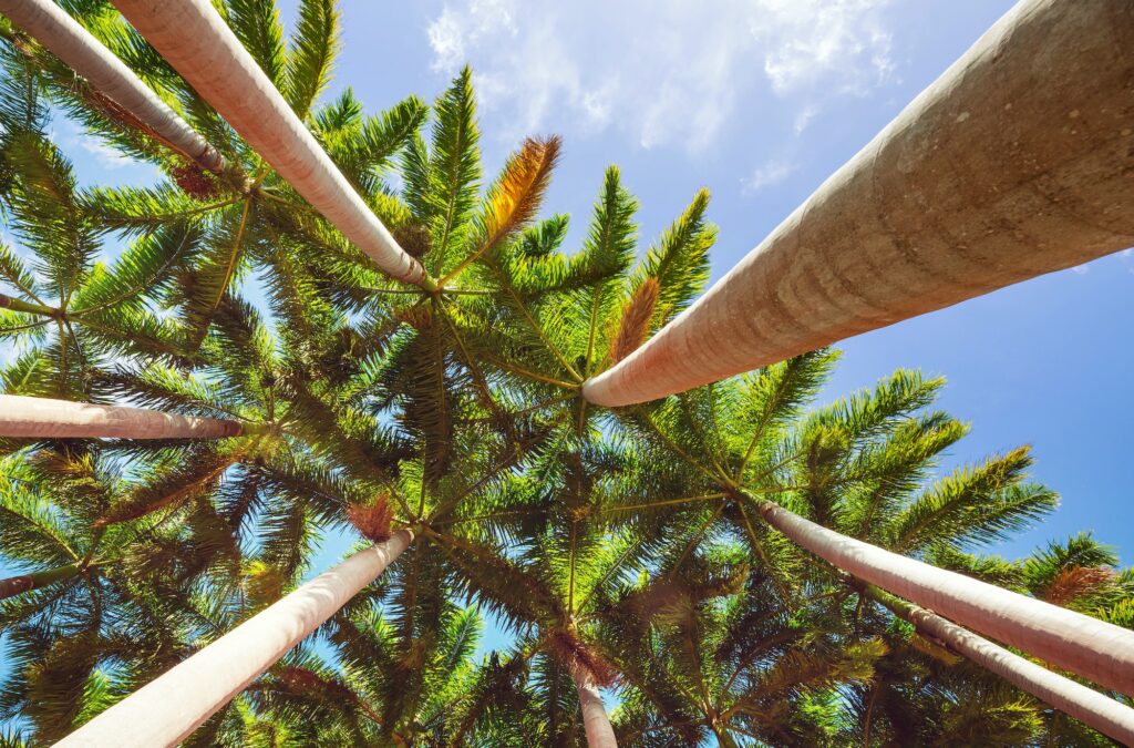 Palme