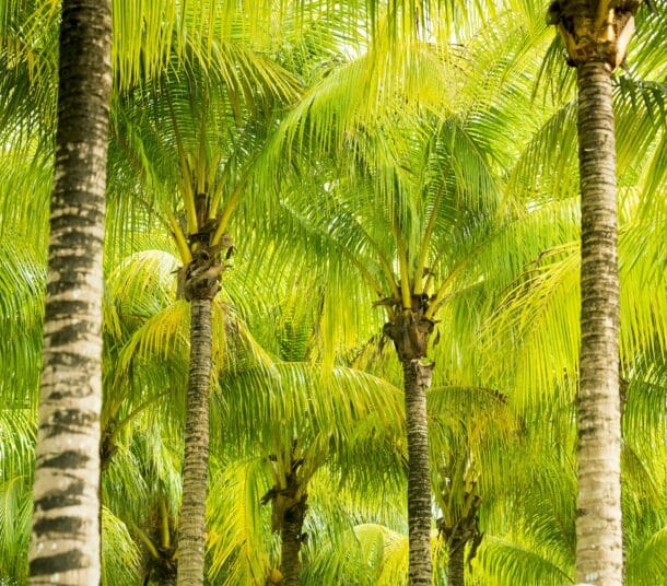 Gefiederte Palmwedel vor dem Himmel, die typische Blattrosette an der Spitze des Stammes